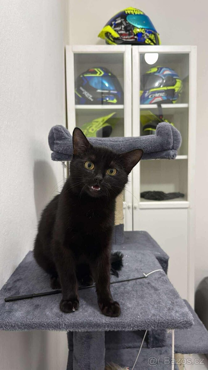 Kočka s výbavou - 3