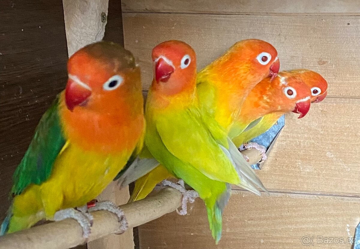 Agapornis Fischeri - 3