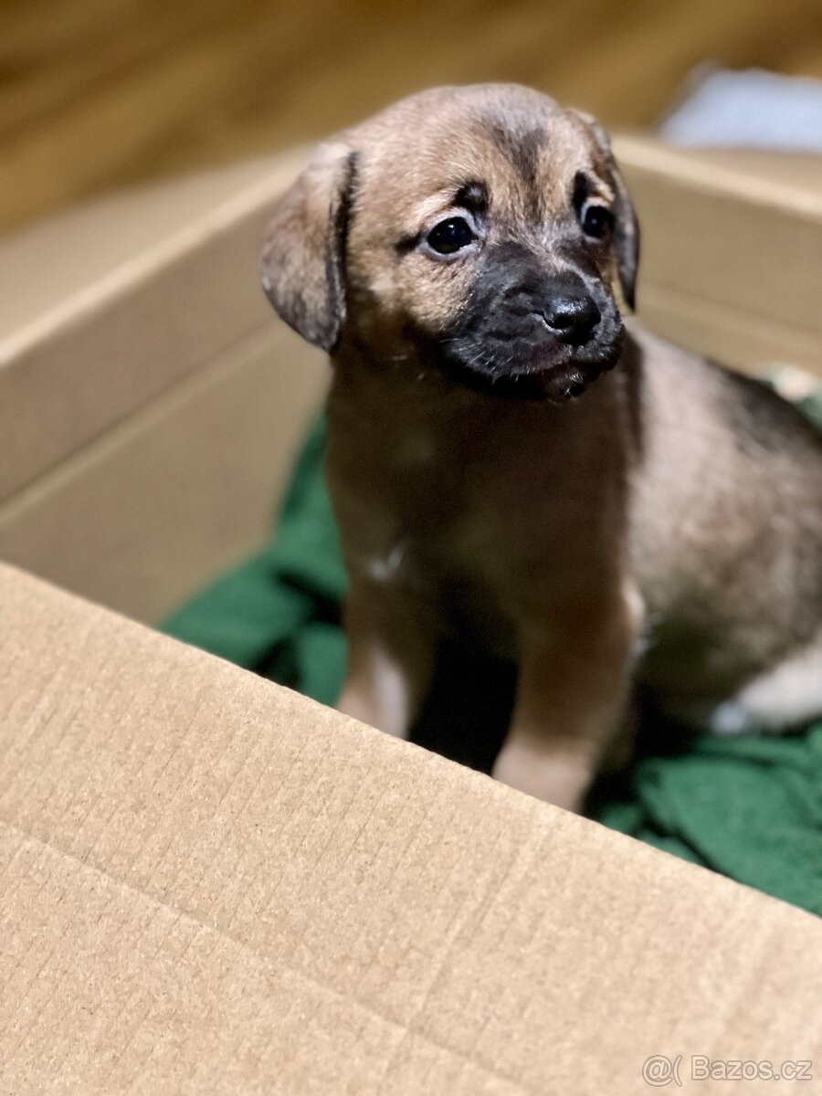 Štěňátka křížence - 3