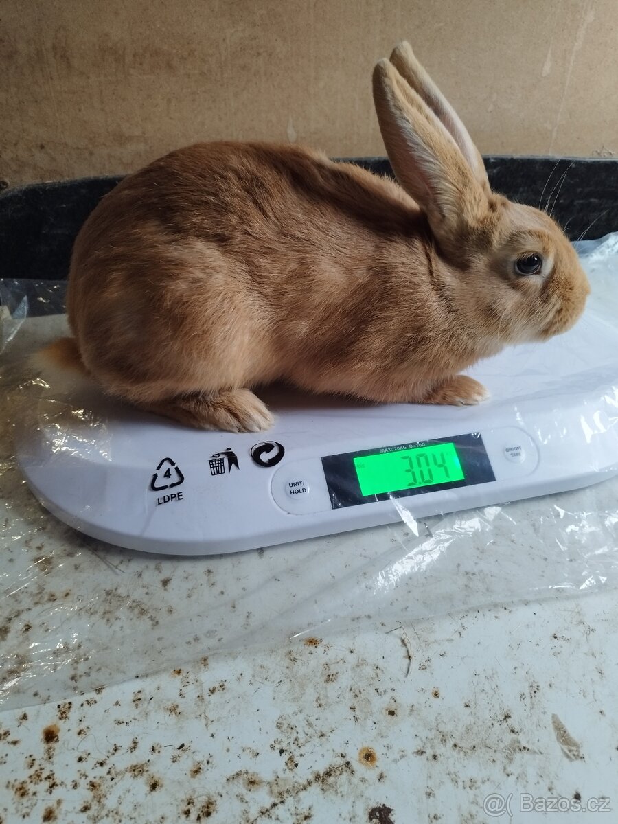 Burgundský samec - 3