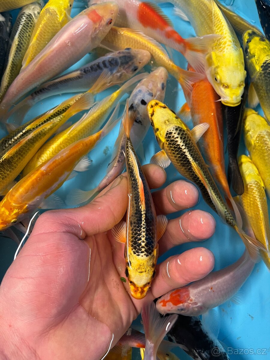 Jezírkové ryby - 3
