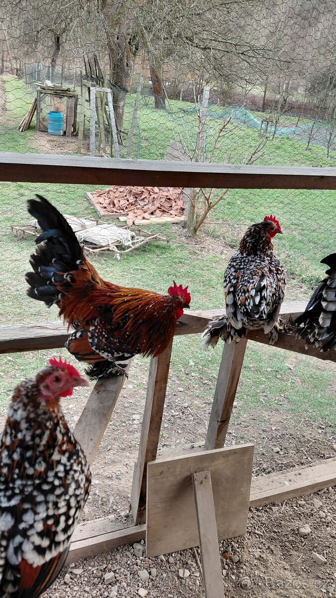 Zakrslá rousná - 3