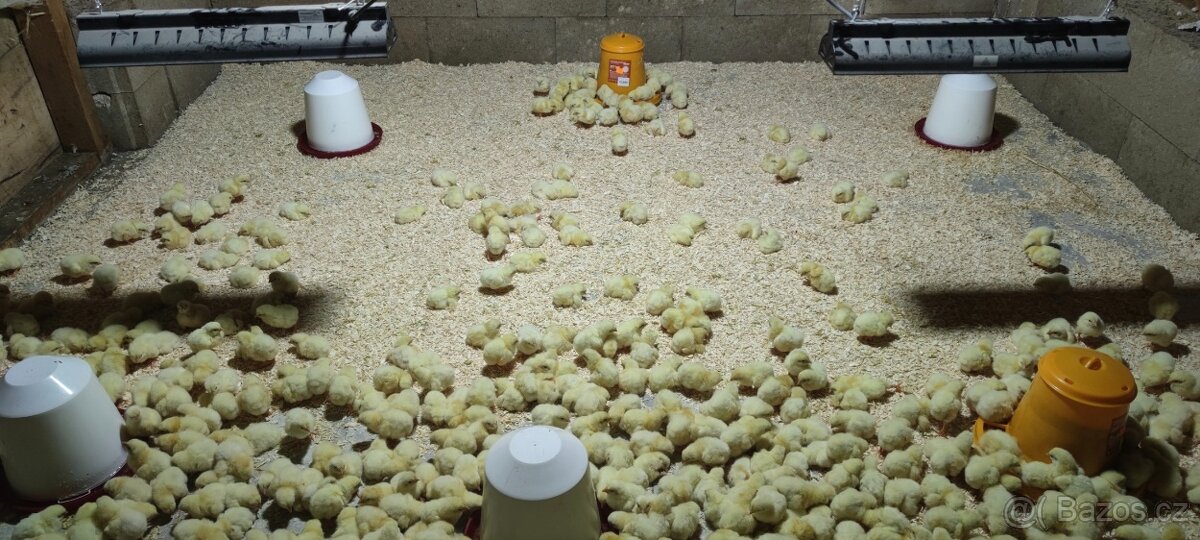 Kuřata kuřecí maso brojler - 3
