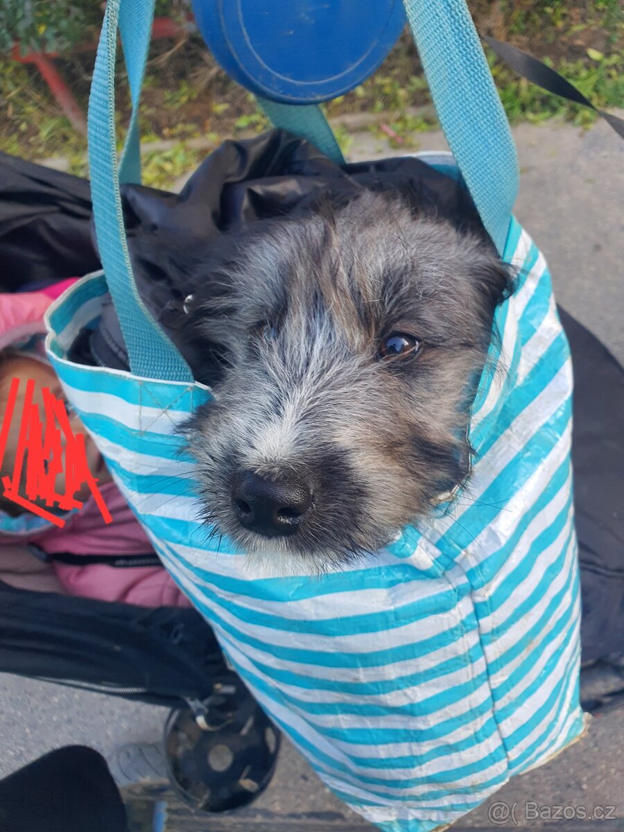 Stene krizenec borderkolie × holandsky pinc - 3