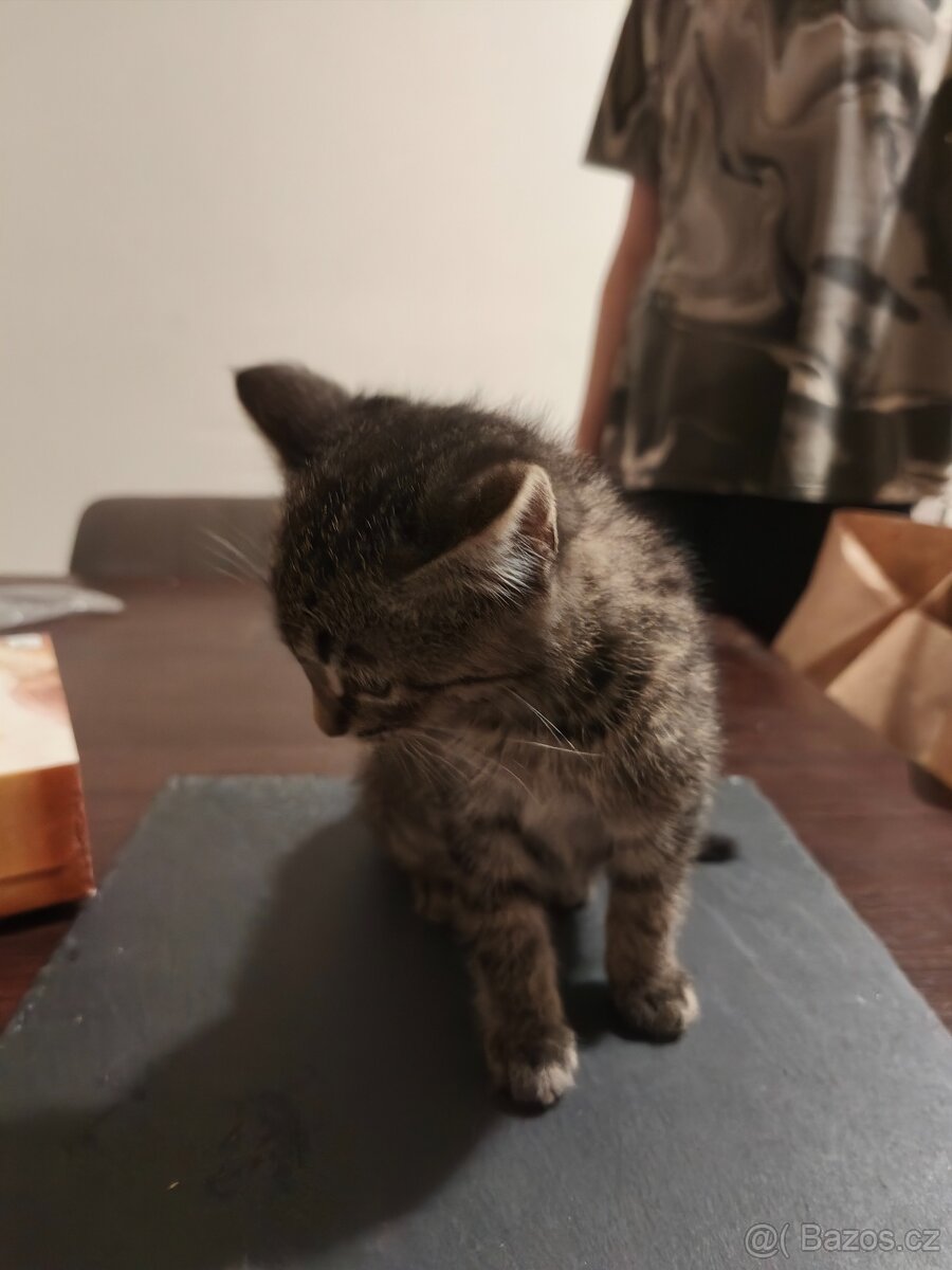 OPĚT VOLNÝ - DARUJI KOTĚ / KOCOUR - 3