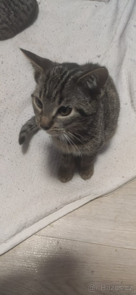 Darujeme koťátka - 3