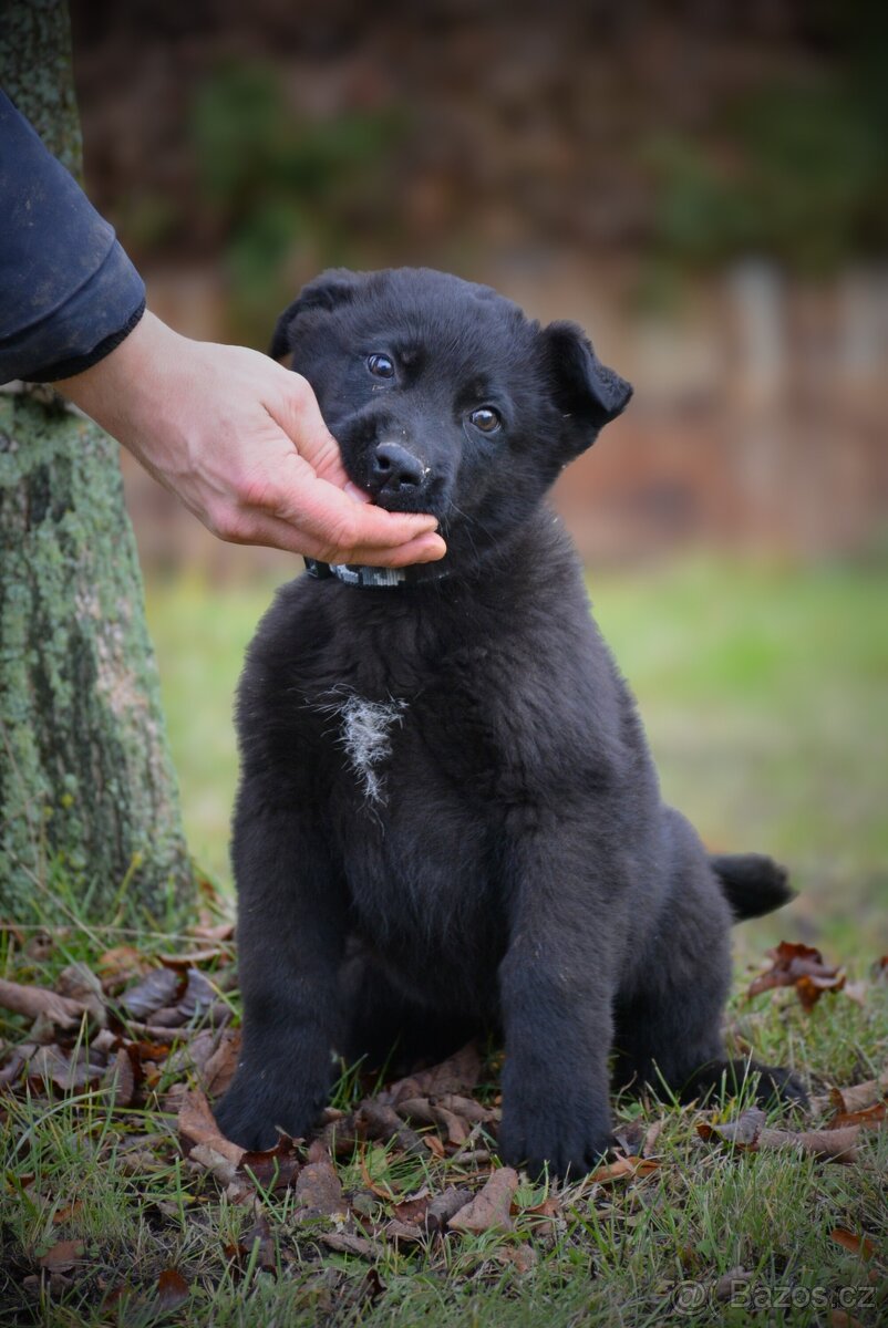 Německý ovčák s PP - 3