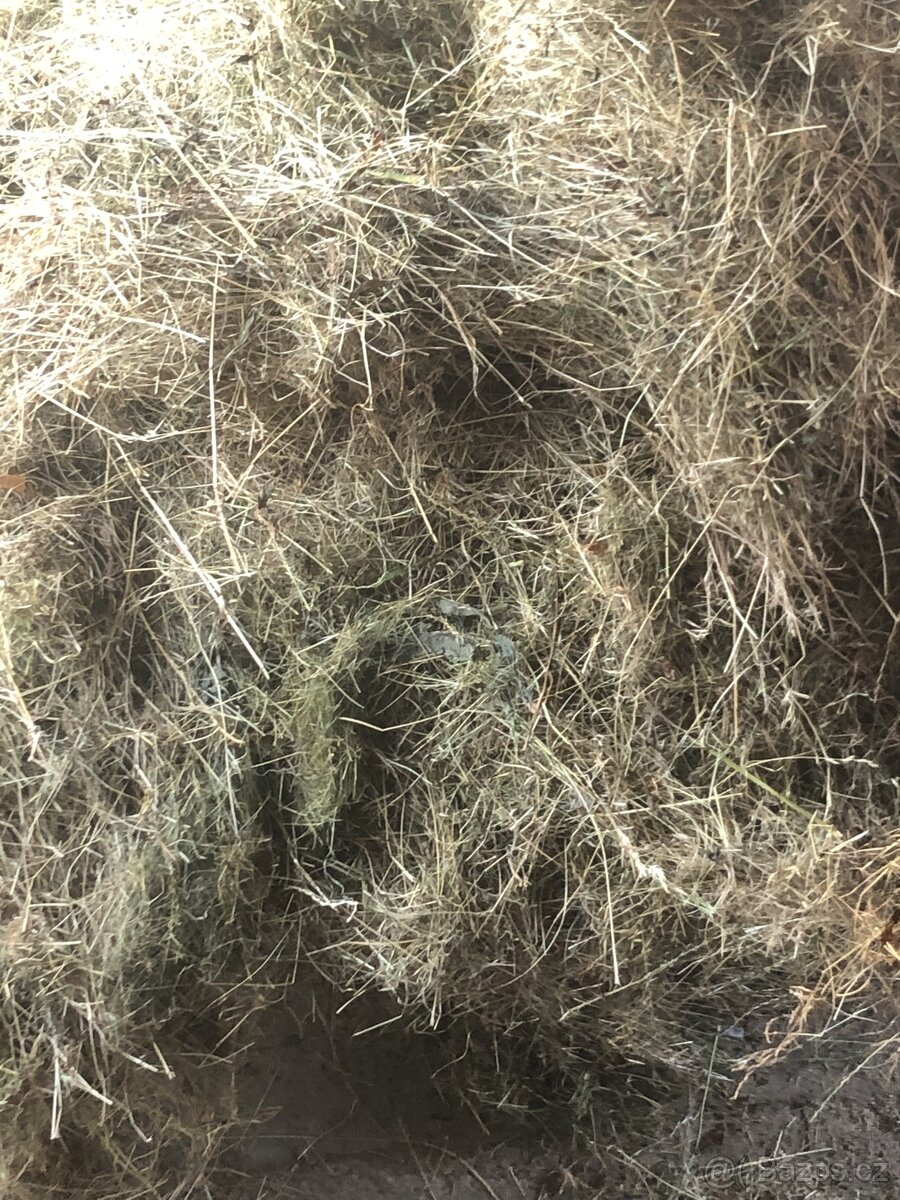 PRODÁM LEVNĚ KRÁSNÉ ZELENÉ A VOŇAVÉ SENO 2025 - 3