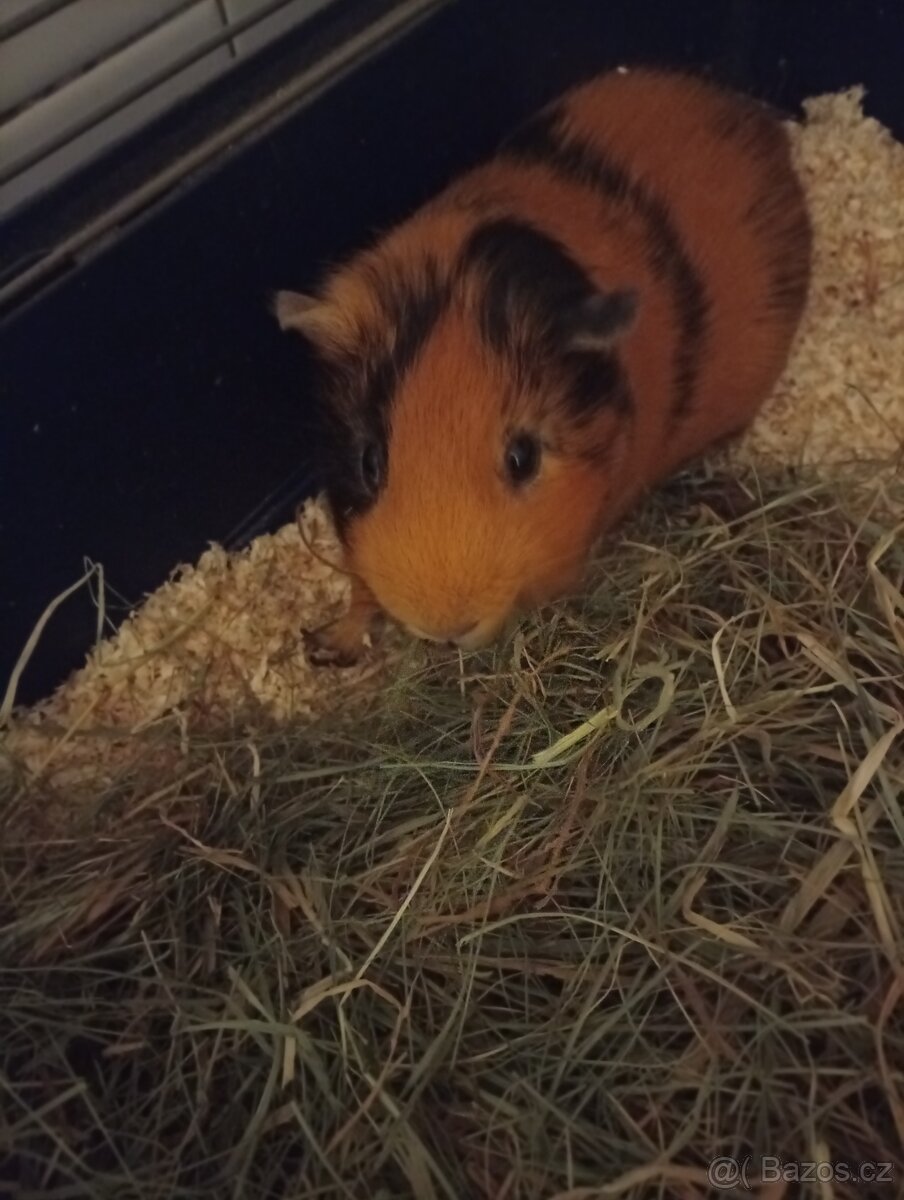 Dvě krásné morčata - 3