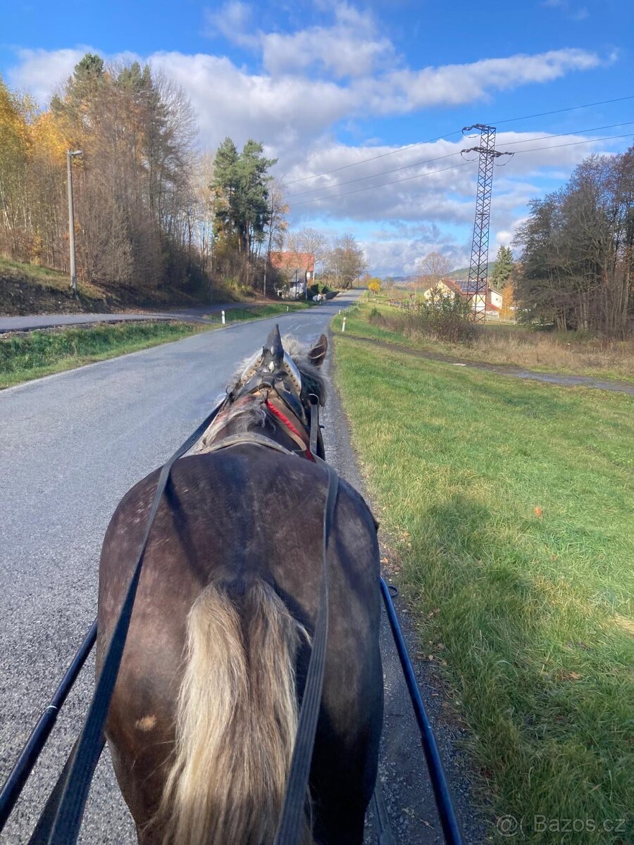 Norický hřebec - 3