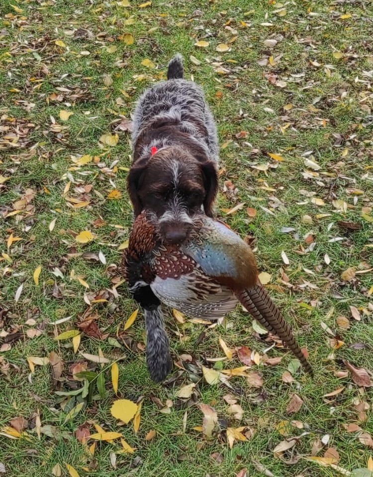 Český fousek štěňata - 3