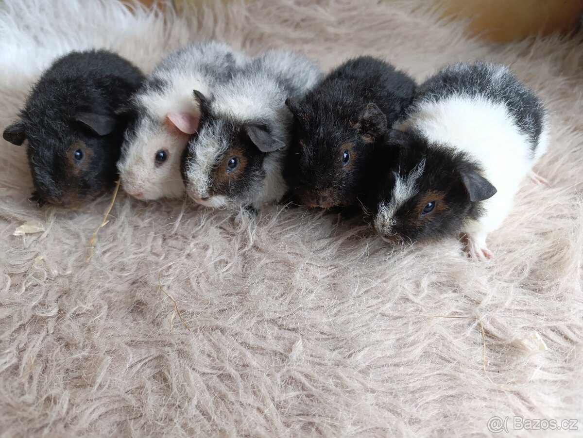 Morče US Teddy / morčata / morčátko - 3