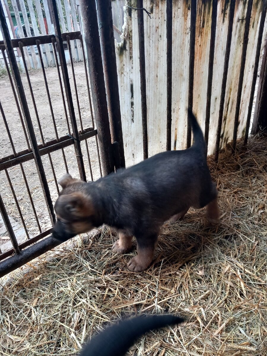 Německý ovčák štěňata - 3