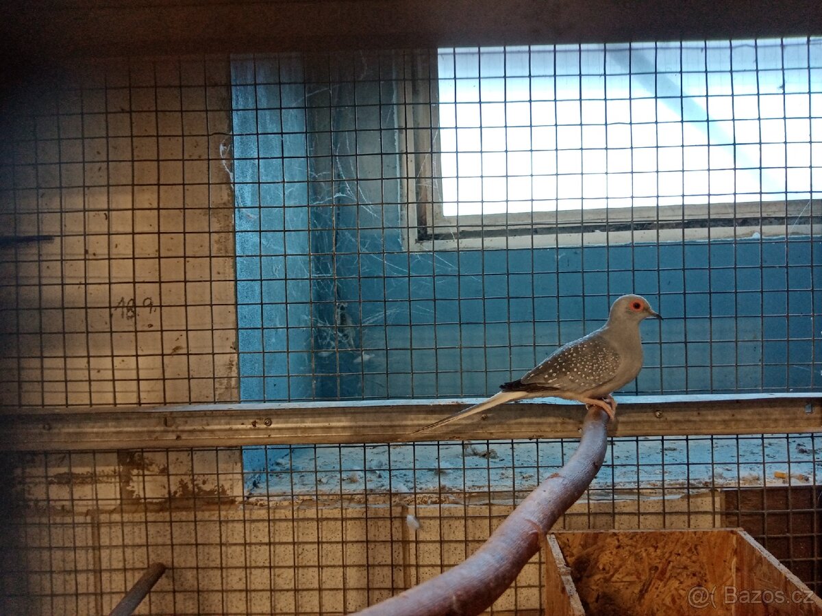 Holoubek diamantový 1.0 - 3