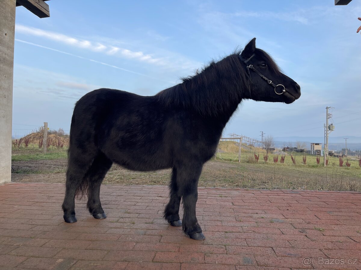 Klisna Shetlandský pony - 3
