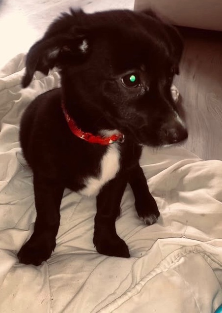 Prodám štěně labrador X Voříšek - 3