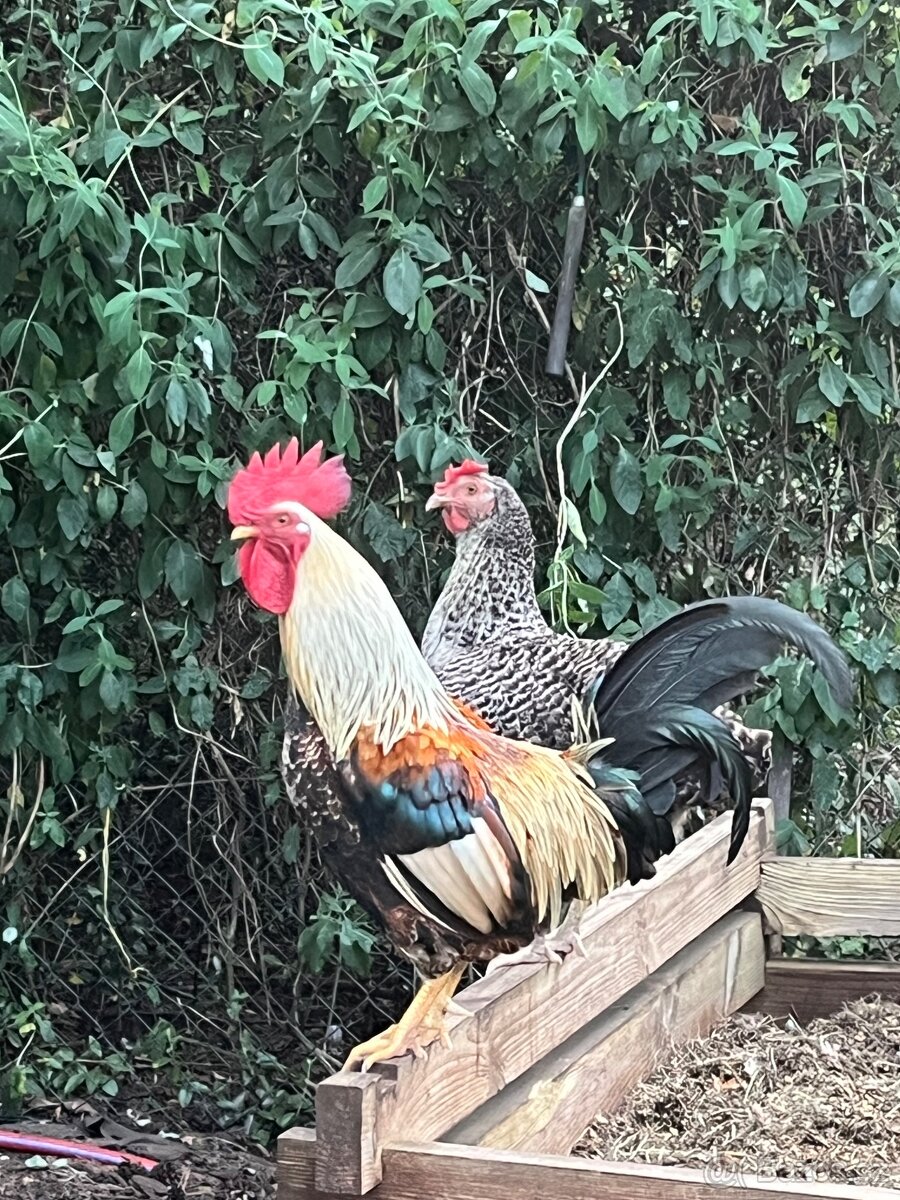 Kohouti z domácího chovu - 3