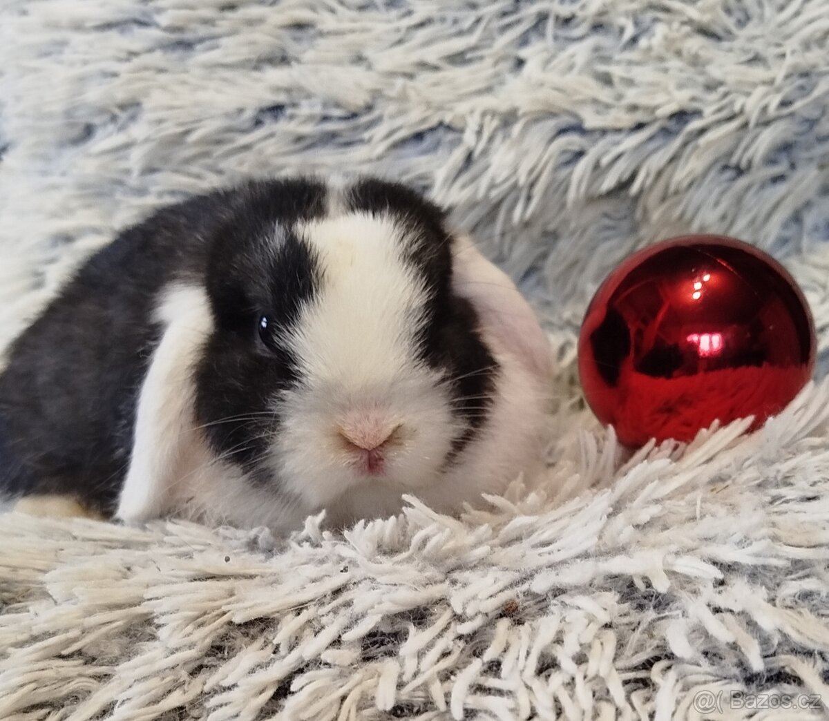 Minilop - anglický zakrslý beránek s VP - 3