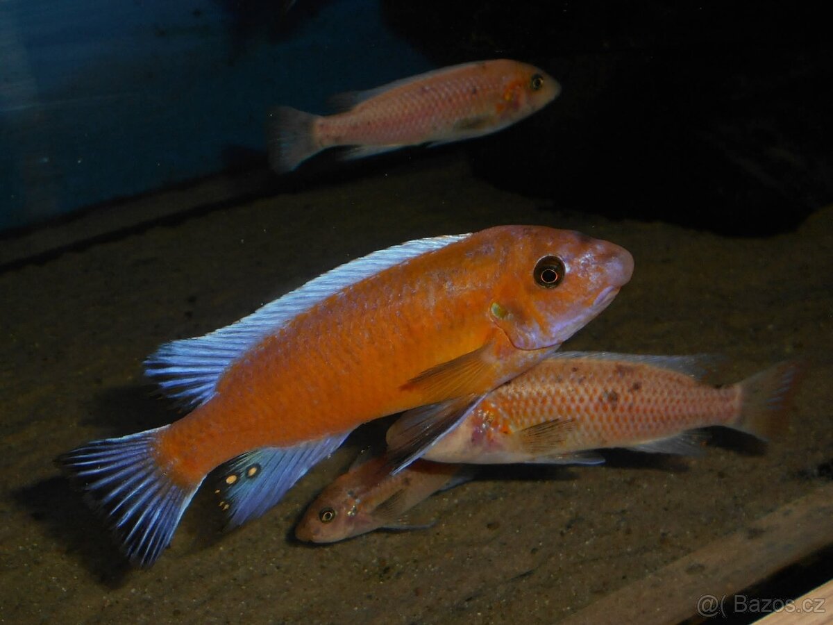 Africké cichlidy Malawi - 3