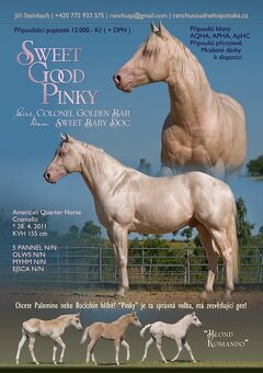 Připouštění Qh cremello hřebcem - 3