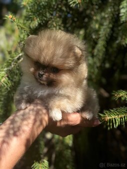 Pomeranain super Mini chlapečky PP FCI - 3