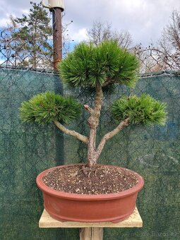 Bonsai,bonsaj Borovice - 3