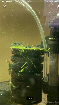 Krevetky Neocaridina (sladkovodní) - 3