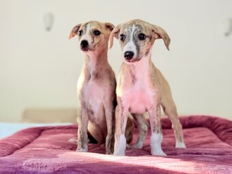 Vipet/Whippet s PP (FCI) - 3