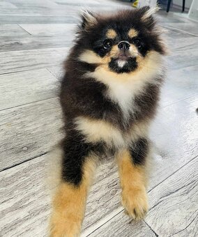 Pomeranian mini - 3