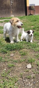 Jack Russell teriér - 3