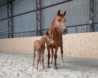 Letošní hřebeček ČT po Aristo Z - 3