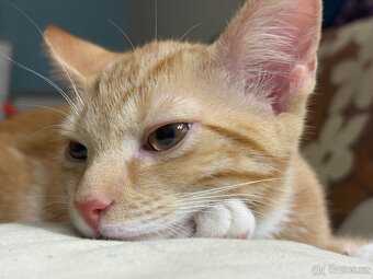 Daruji dva kocoury - 3