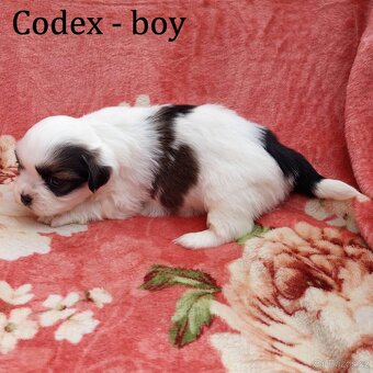 Tibetský španěl - Tibetan Spaniel - s PP - 3