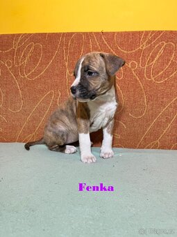 Americky Stafordšírský Terier šteniatka - 3