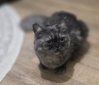 Perská koťátka - 3