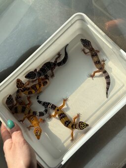 gekončík noční - 3