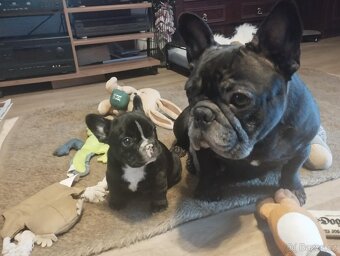 Francouzský buldoček - 3