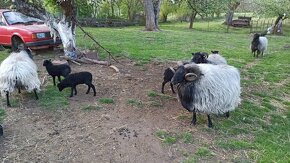 Ovce vřesová jehňata - 3