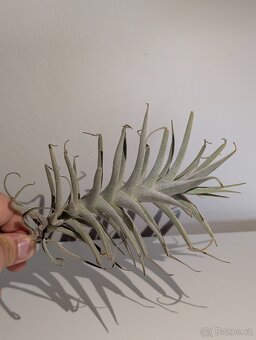 Tilandsie, Tillandsia - 3