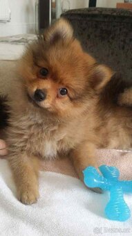 Pomeranian špic - 3