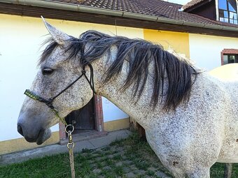Chovná lusitano - 3