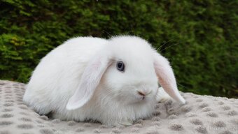 Zakrslý beránek, králíček, králík - HOLLY - 3