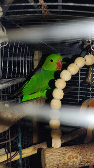 Agapornis etiopský - 3
