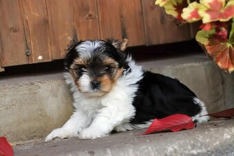 Biewer terriér- jorkšírský - fenka - 3