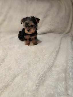 Jorkšírský teríer - 3