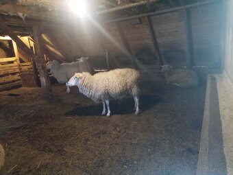 Vychodofrýské ovce - 3