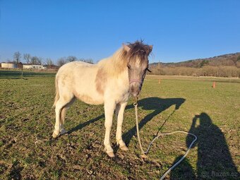 Hřebeček Welsh Part - Bred - 3
