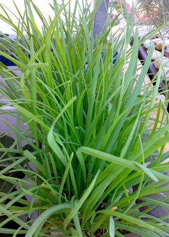 Čínská česneková pažitka - Allium tuberosum - semena - 1g - 3