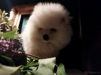 Pomeranian - 3