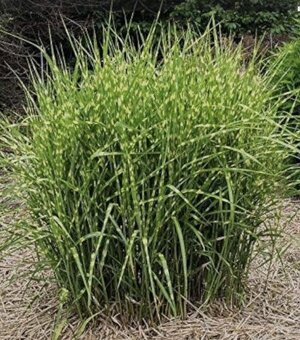 Ozdobnice čínská ,Miscanthus 3 druhy - 3